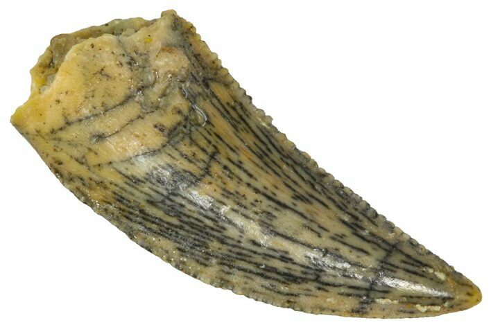 Serrated Raptor Tooth - Real Dinosaur Tooth #361060